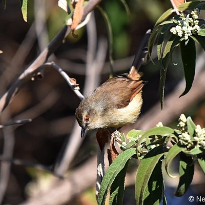 Zwartkop Country Club, Tshwane, Gauteng - July 2017