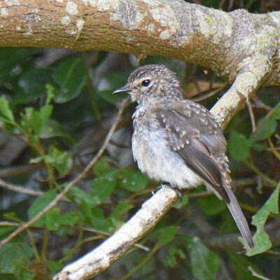 'Global Village', Plettenberg Bay, Western Cape - January 2024