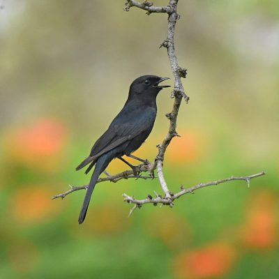 Rus De Winter, Limpopo province - 
 October 2020