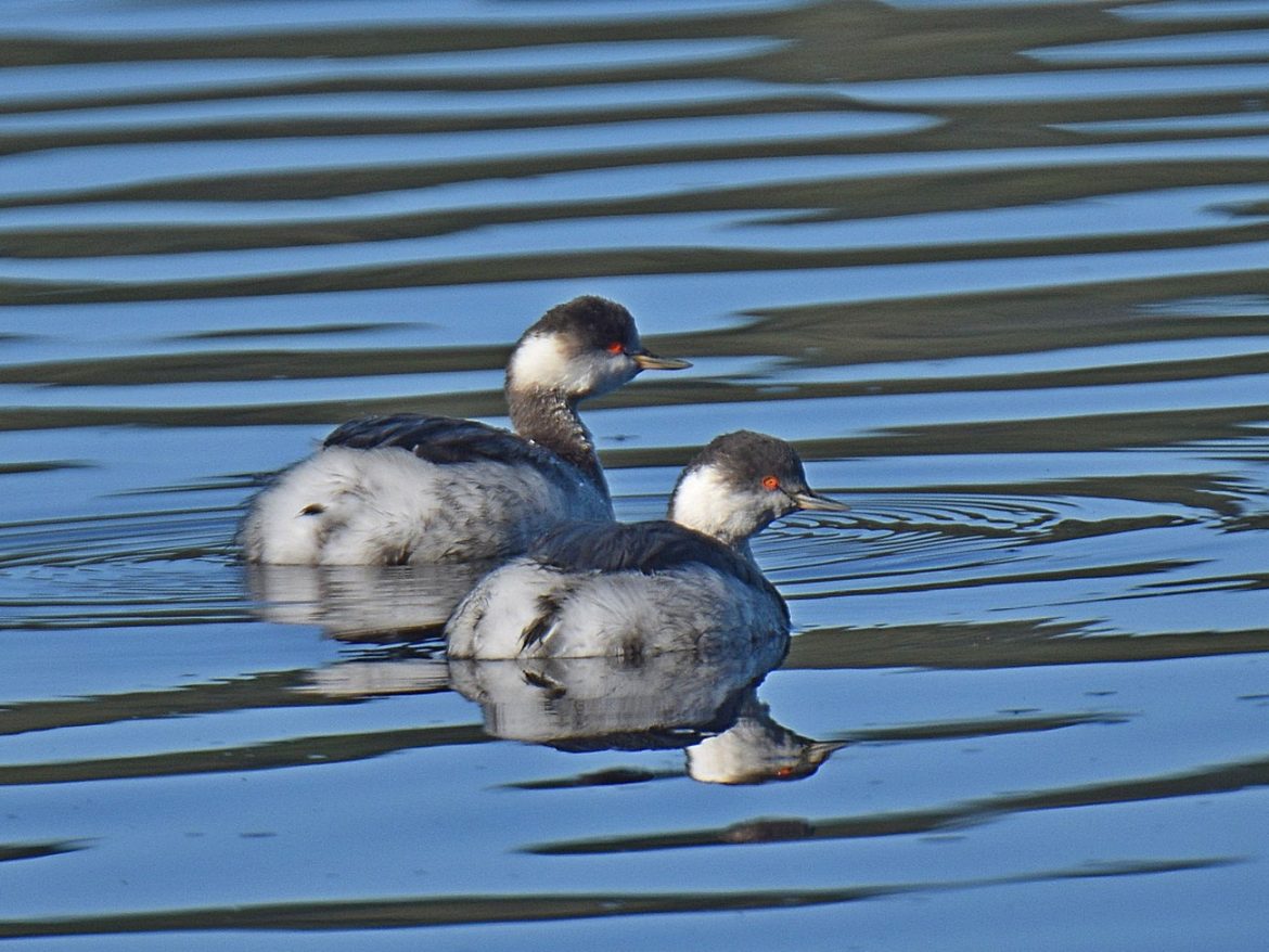 Grebe, Black-necked