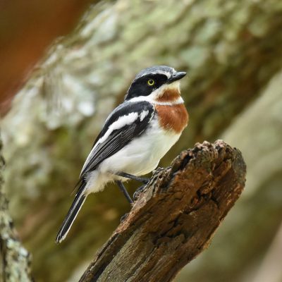 Rietvlei Nature reserve, 6 January 2020
