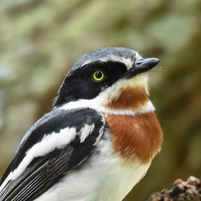 Rietvlei Nature reserve, 16 January 2020