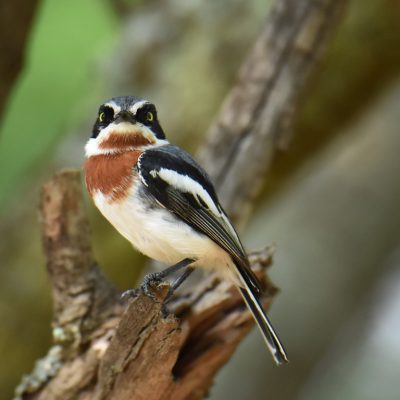 Rietvlei Nature reserve, 6 January 2020