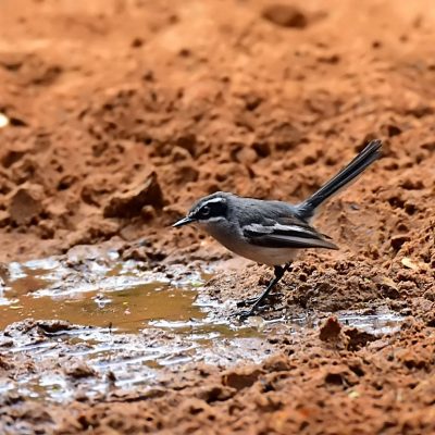 Witsand Nature Reserve, Northern Cape - December 2015 