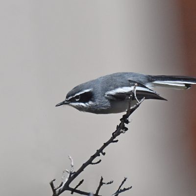 Karoo National Park, Western Cape - 22 September 2022