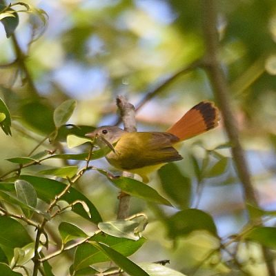 Coutada 11, Sofala, Mozambique - 12 December 2022