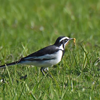 Plettenberg Bay, Western Cape - April 2023