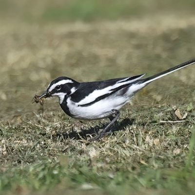 Alkantmooi picnic site, Plettenberg Bay, Western Cape - October 2023