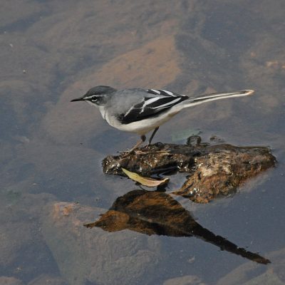Groenkloof Nature Reserve,  August 2014