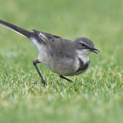 Bella Vista, Plettenberg Bay, Western Cape - February 2024