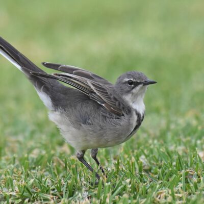 Bella Vista, Plettenberg Bay, Western Cape - February 2024