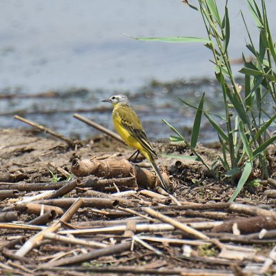 Bronkhorstspruit Dam, Gauteng province - February 2020