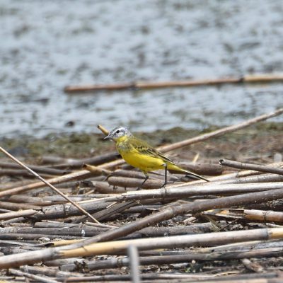 Bronkhorstspruit Dam, Gauteng province - February 2020