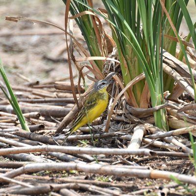 Bronkhorstspruit Dam, Gauteng province - February 2020
