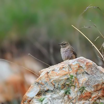 Kloofendal Nature Reserve, Gauteng, December 2014
