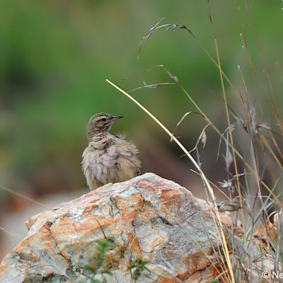 Kloofendal Nature Reserve, Gauteng, December 2014