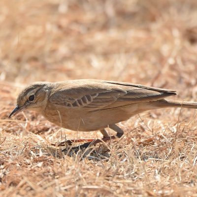 Rietvlei Nature Reserve, Tshwane - August 2019
