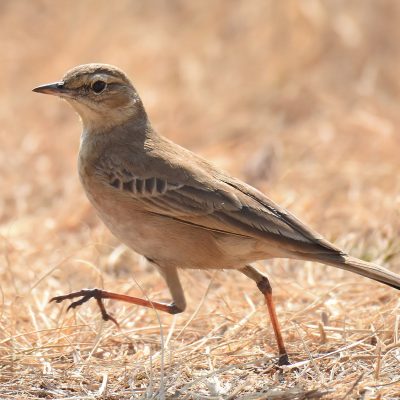 Rietvlei Nature Reserve, Tshwane - August 2019