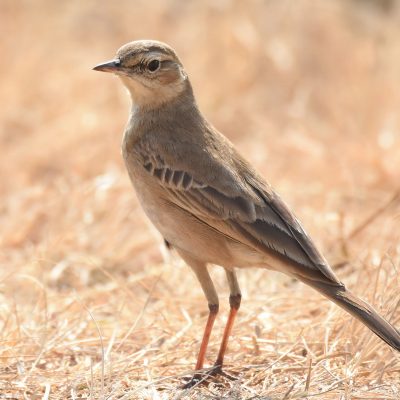 Rietvlei Nature Reserve, Tshwane - August 2019