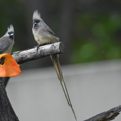 Norscott slopes, big birding day - 16 May 2020