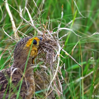 Rietvlei Dam Nature reserve - Pretoria,  March 2016