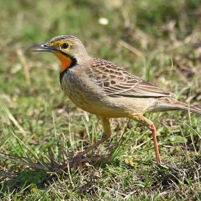 Plettenberg Bay Game Park, Plettenberg Bay - August 2021