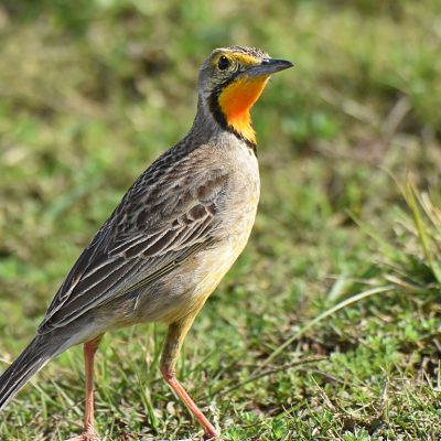 Plettenberg Bay Game Park, Plettenberg Bay - August 2021