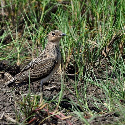 Bonamanzi - KwaZulu Natal,  Dec 2011