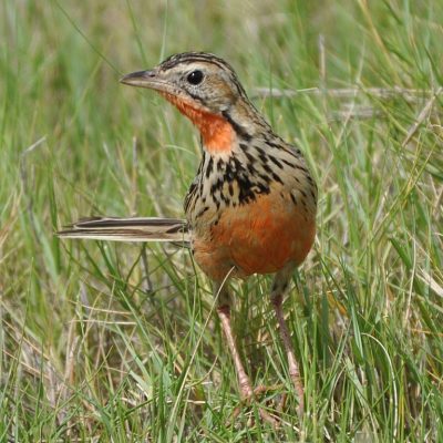 Bonamanzi - KwaZulu Natal,  Dec 2011