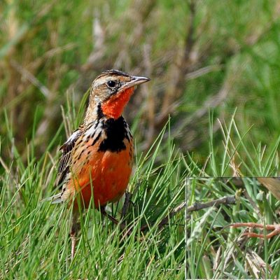 Bonamanzi - KwaZulu Natal,  Dec 2011