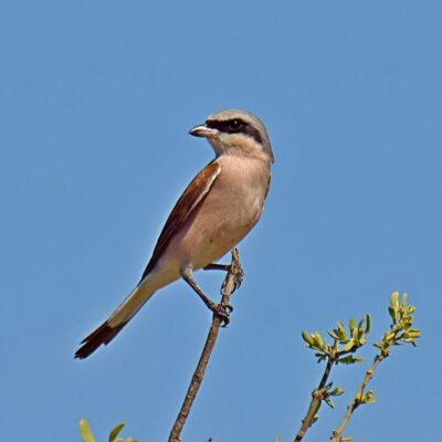 Shingwedzi, Kruger National Park - November 2025