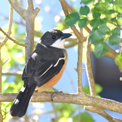 Formosa, Plettenberg Bay, Western Cape - June 2025