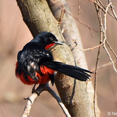 Rietvlei Nature Reserve - July 2019