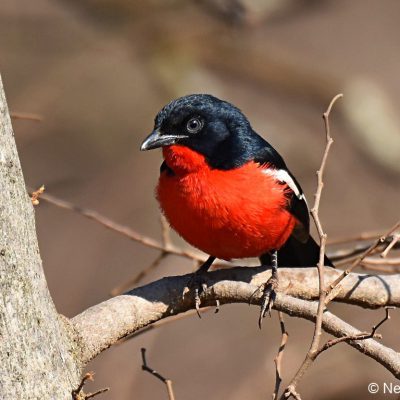 Rietvlei Nature Reserve - July 2019