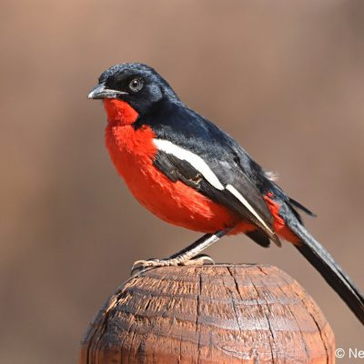 Rietvlei Nature Reserve - July 2019