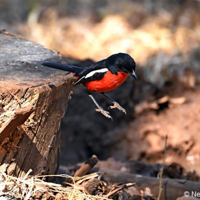 Rietvlei Nature Reserve - July 2019