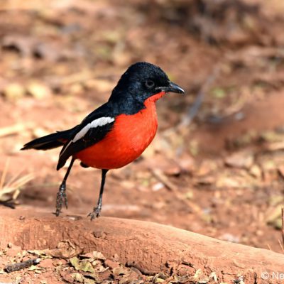 Rietvlei Nature Reserve - July 2019