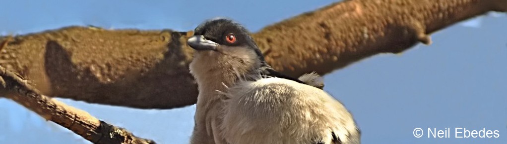 Puffback, Black-backed