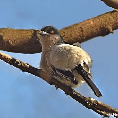 Zwartkop Country Club;  July 2013,  Breeding male showing "Puffback"