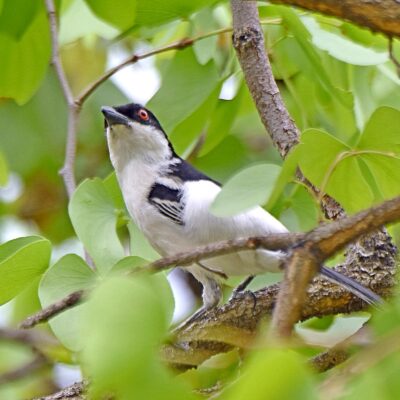 Robin Cottages, Magoebaskloof, Limpopo - November 2025