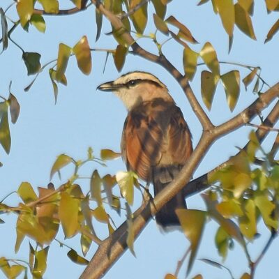 Shingwedzi, Kruger National Park - November 2025