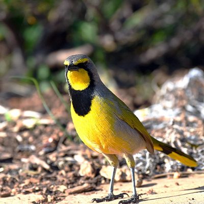 Walter Sisulu Botanical Gardens, Gauteng - July 2015