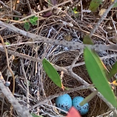 Sterkfontein Country Estates, Gauteng - August 2023