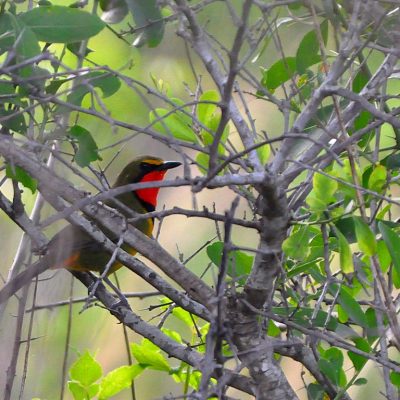 Bonamanzi Game Reserve, Hluhluwe KwaZulu Natal -  Dec 2011