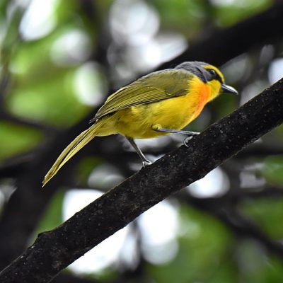 Walter Sisulu Botanical Gardens, Gauteng - South Africa December 2019