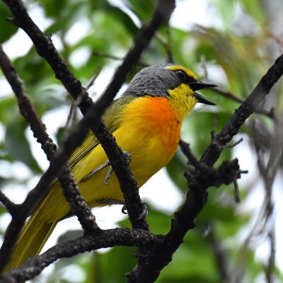Walter Sisulu Botanical Gardens, Gauteng - South Africa December 2019
