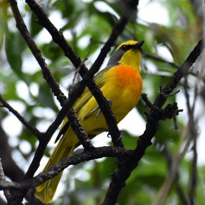 Walter Sisulu Botanical Gardens, Gauteng - South Africa December 2019