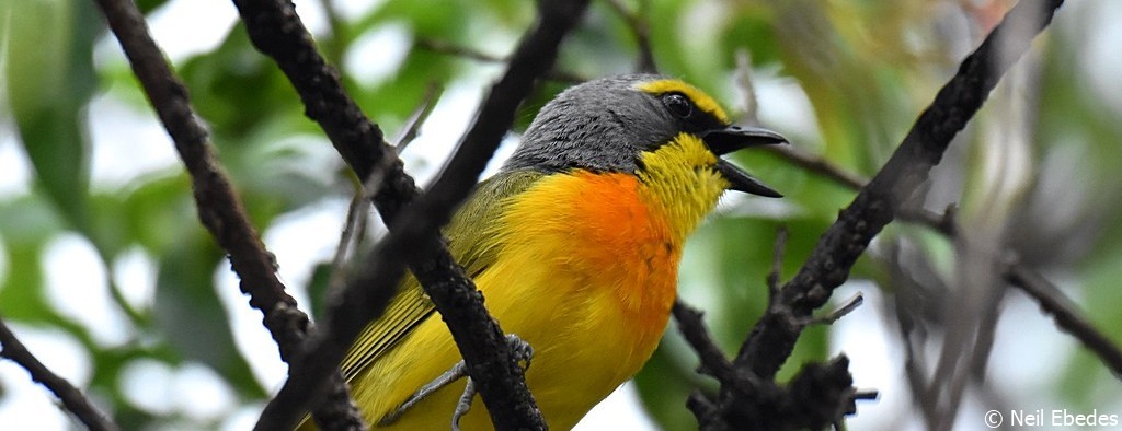Bushshrike, Orange-breasted