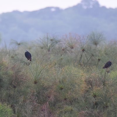 Coutada 11, Sofala, Mozambique - 12 December 2022