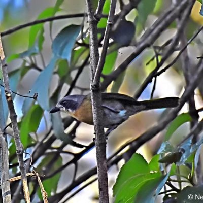 Eastern Highlands Zimbabwe - 2 Jan 2018